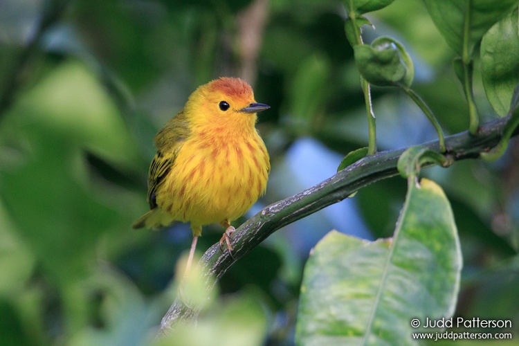 Yellow Warbler, Pointe-Noire, Basse-Terre Island, Guadeloupe